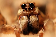 Wolf Spider (ze) (Lycosidae sp)